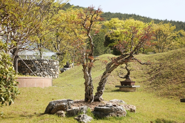 압해읍  분재공원 001 6