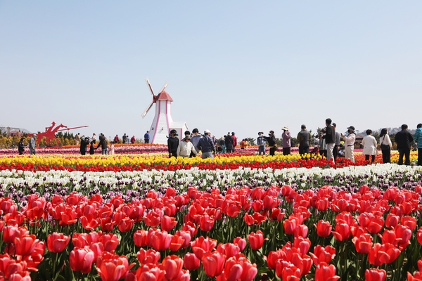 임자도 튤립축재 관광객 2