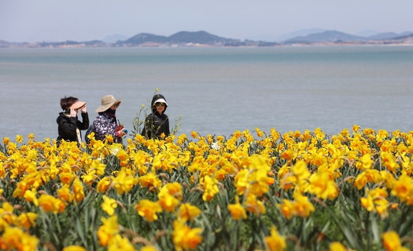 지도읍 선도 수선화 003 5