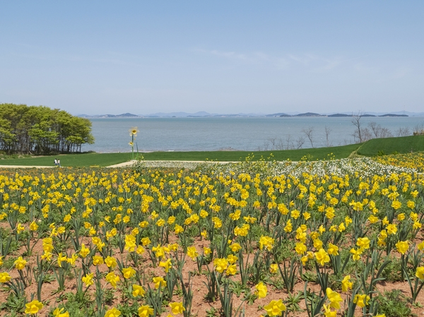 지도읍 선도 수선화 004 4