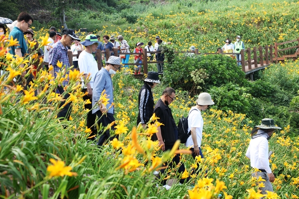 흑산면 홍도 원추리 6