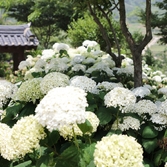 도초면 수국공원 수국