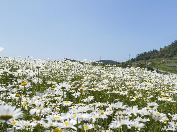 장산면 왁사지공원 샤스타데이지 5