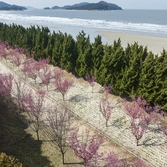 임자면 홍매화 002