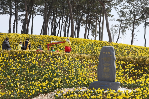 지도읍 선도 수선화 001 3