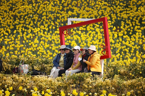 지도읍 선도 수선화 001 4