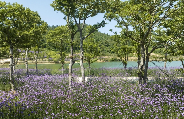 지도읍 라일락정원 버들마편초 004 6