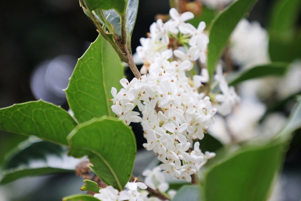 증도면 은목서 002 4