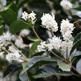 증도면 은목서 002