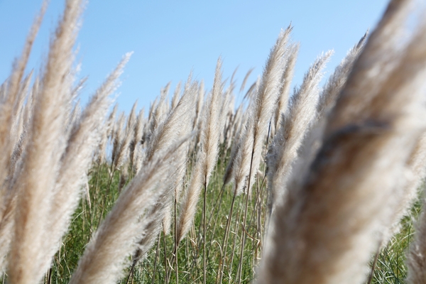 장산면 화이트정원 팜파스글라스 001 6