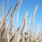 장산면 화이트정원 팜파스글라스 001