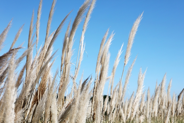 장산면 화이트정원 팜파스글라스 001 1
