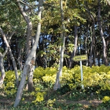 압해읍 고이도 소식도 털머위