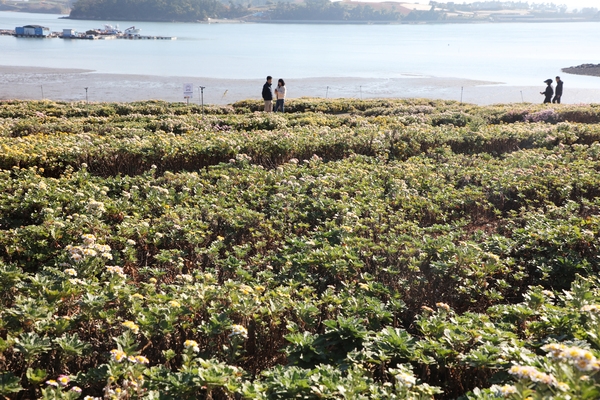 압해읍 고이도 아자니아 002 2