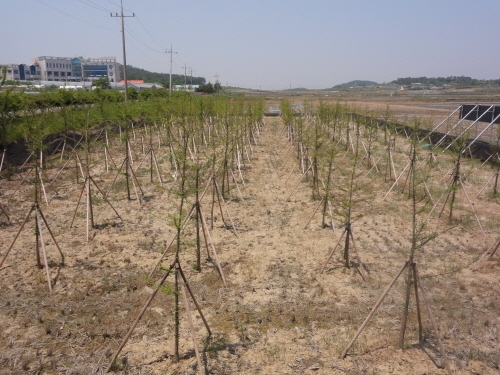 신안군, 전국최대 경관식물 묘목단지 조성 2