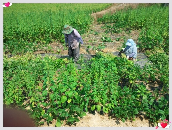 1004섬 건강지킴이 보건진료소장 사진 공모전.. 3