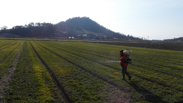 마늘· 양파 등 월동작물 웃거름 적기시용.. 1