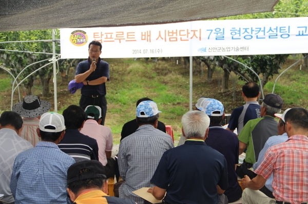 신안군, 탑프루트 명품 배 생산 추진..