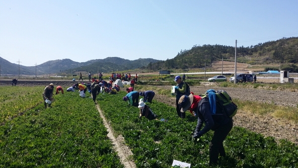 제3회 신안군 전국 섬 등산대회 성료..