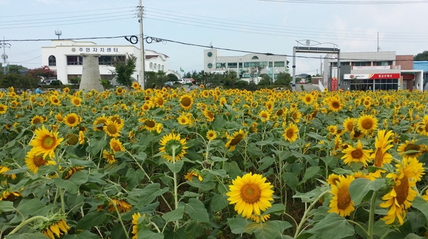 “나 좀 보세요!” 팔금면에 해바라기가 활짝, 지나가는 여행객들 발목 잡아 2