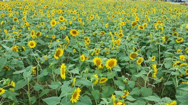 “나 좀 보세요!” 팔금면에 해바라기가 활짝, 지나가는 여행객들 발목 잡아 3