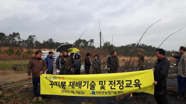 신안군,「꾸지뽕」정지전정 현장교육 실시 .... 현지 맞춤 교육으로 주민들 호응 높아  1