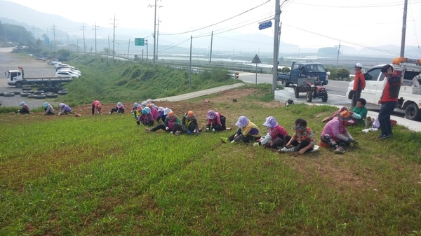 노인일자리사업 쾌적한 환경조성에 앞장..'쓰레기 무단 투기지역을 활짝 핀 해바라기 공원으로' 1