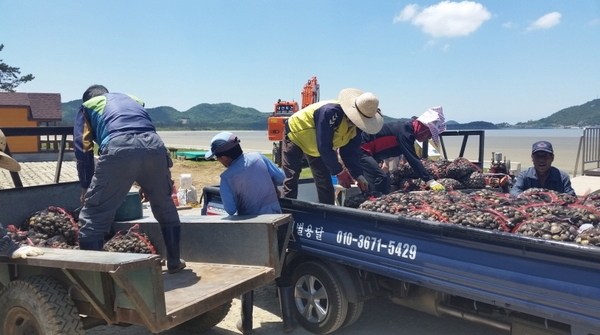 신안군 갯벌특성에 맞는 고소득형 패류 자원조성에 박차 1