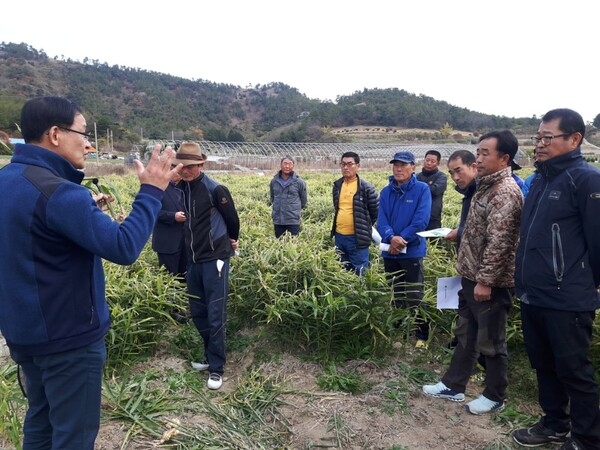 생강 확대재배 시범사업 성과 평가 “농가 호응 커”..