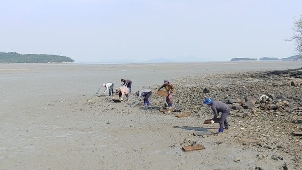 신안군, 갯벌 생태환경 복원에 박차를 가하다..'갯지렁이 종묘 163만 마리 방류' 5