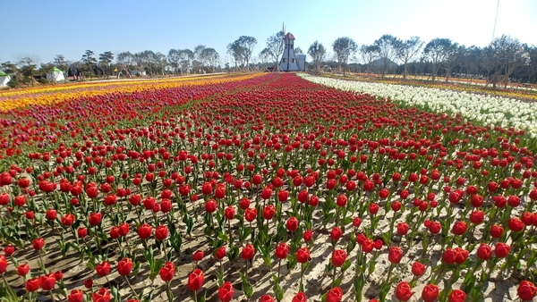 코로나 19 확산 방지, 신안 대표 봄꽃 축제 전면 취소..