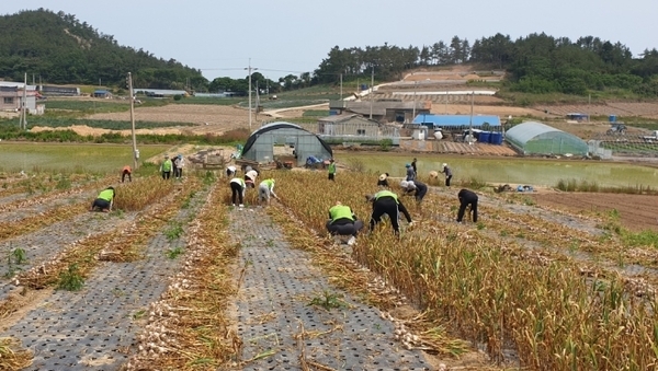 신안군, 코로나19로 어려운 농촌 일손지원 나서 3