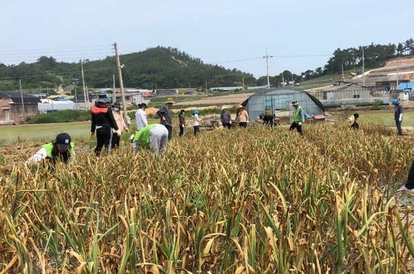 신안군, 코로나19로 어려운 농촌 일손지원 나서 1