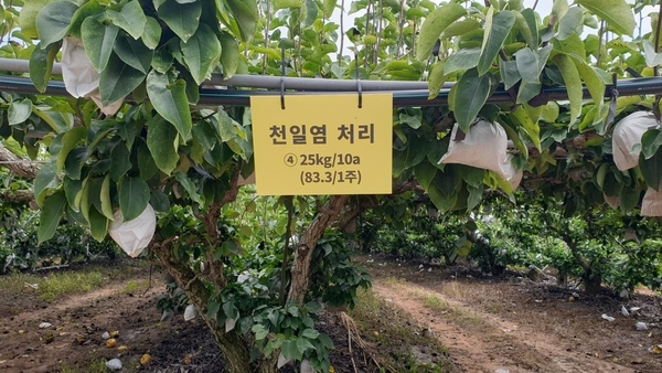 신안군, 천일염 활용한 고품질 농산물 생산 추진..