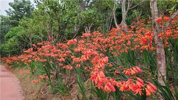 신안군『Crocosmia 여름꽃 랜선 축제』 준비 완료..