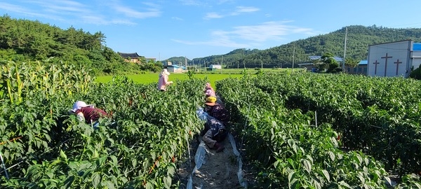 삼복 무더위 사랑과 봉사로 극복..