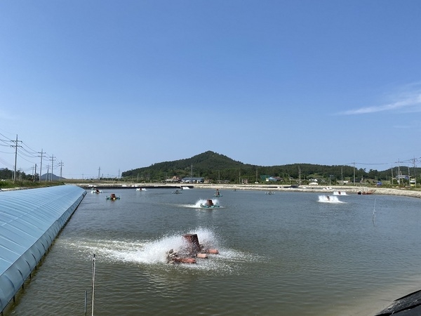 신안군! 친환경 왕새우 배합사료 공장건립 사업비 60억 확보..