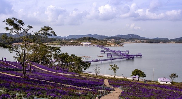 신안군, 고난 극복! 3년 만에 퍼플섬 아스타꽃 축제 개최!..'유례없는 보랏빛 물결, 9월 26일 개막… 전 세계인의 마음 사로잡는다' 2