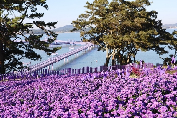 신안군, 고난 극복! 3년 만에 퍼플섬 아스타꽃 축제 개최!..'유례없는 보랏빛 물결, 9월 26일 개막… 전 세계인의 마음 사로잡는다' 1