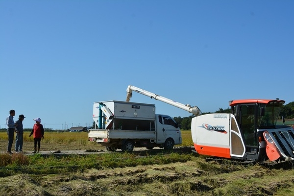 신안군, 벼 깨씨무늬병 확산 방지를 위한 적기수확 지도 강화!..