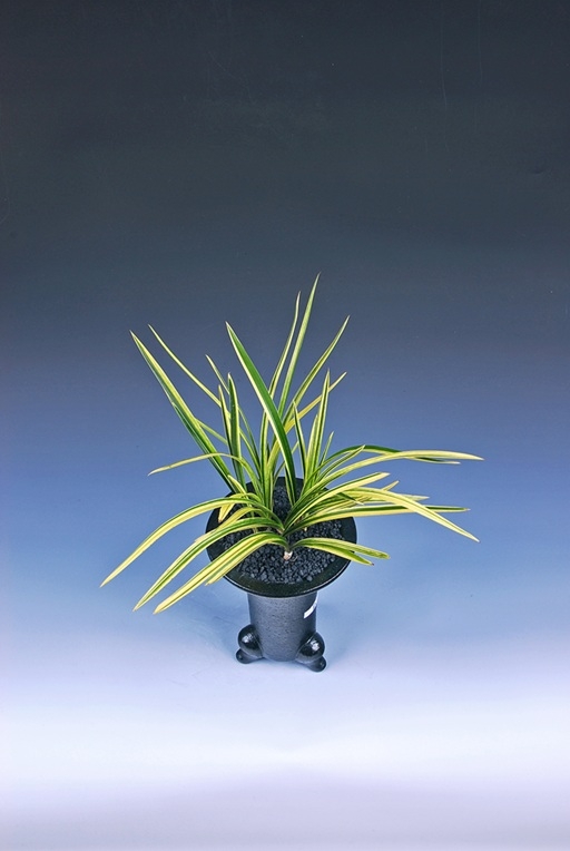 ‘2025대한민국자생란(蘭)대전’ 성황리 종료..