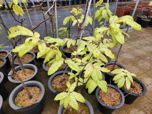 ‘황금빛깔 굴참나무 1004뮤지엄파크에 가면 볼 수 있다’..'신안군, 신품종 ‘신안 천사’ 품종보호권 획득' 2