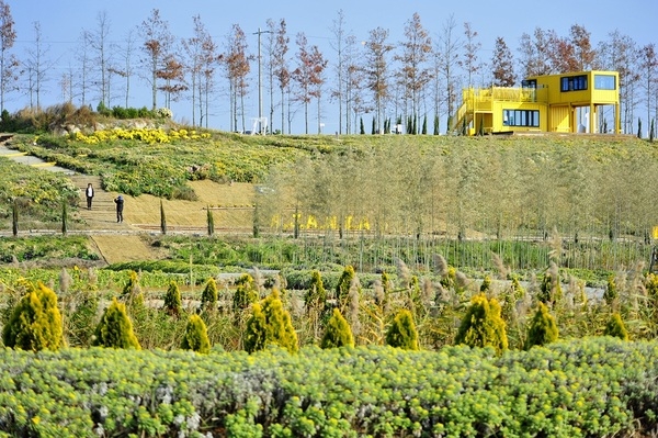 신안군 ‘꽃길 따라 걸으면 황금빛 행운’ 2025 아자니아 꽃축제 성공적 개최..'‘갯국의 섬, 고이도’ 브랜드 강화' 1