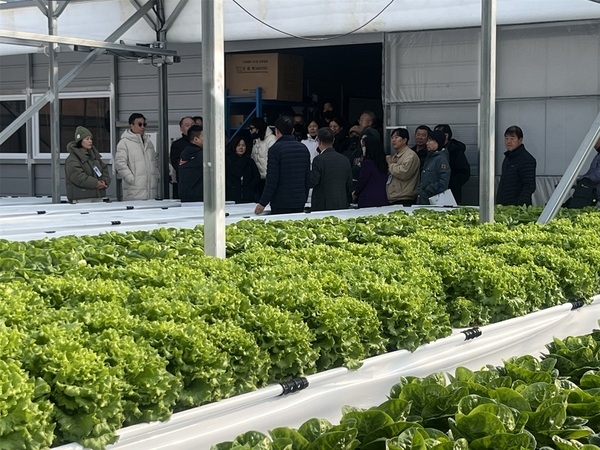 신안군 청년 농부 ‘이지팜’ 이지훈 대표, 스마트팜 성공 비결 공개..'최첨단 분무수경 기술로 물 절약 및 고품질 유럽 상추 연중 생산 성공' 3