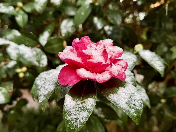 4천만 송이 애기동백꽃의 향연… 신안 ‘섬 겨울꽃 축제’ 19일 개막..'1004섬 분재정원에 애기동백꽃 활짝 펴' 2