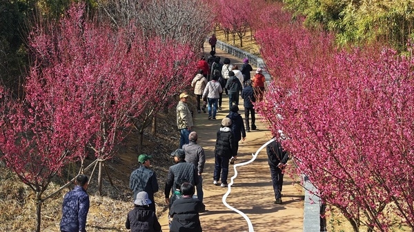 신안군, ‘2026 섬 홍매화 축제’ 성황리에 폐막 2