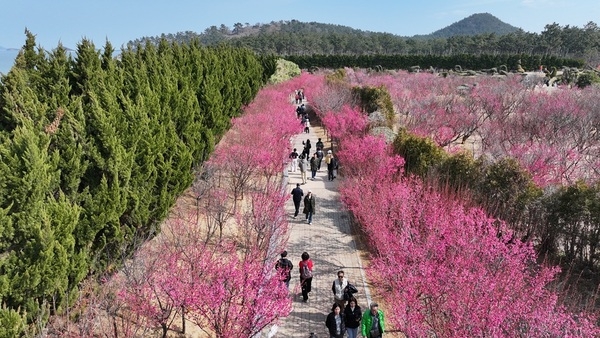 신안군, ‘2026 섬 홍매화 축제’ 성황리에 폐막 3