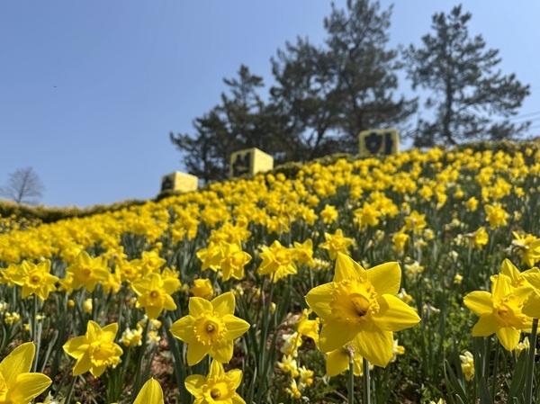 신안군 선도, 섬 전체를 황금빛으로 물들인 ‘2026 섬 수선화 축제’ 개막..