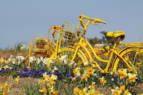 신안군 선도, 섬 전체를 황금빛으로 물들인 ‘2026 섬 수선화 축제’ 개막..