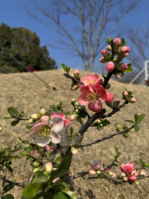 신안군, 1004섬 분재정원 ‘명자나무 분재 전시’..'3월 말부터 4월 초까지 150여 점 전시… 봄꽃 향기 가득' 2